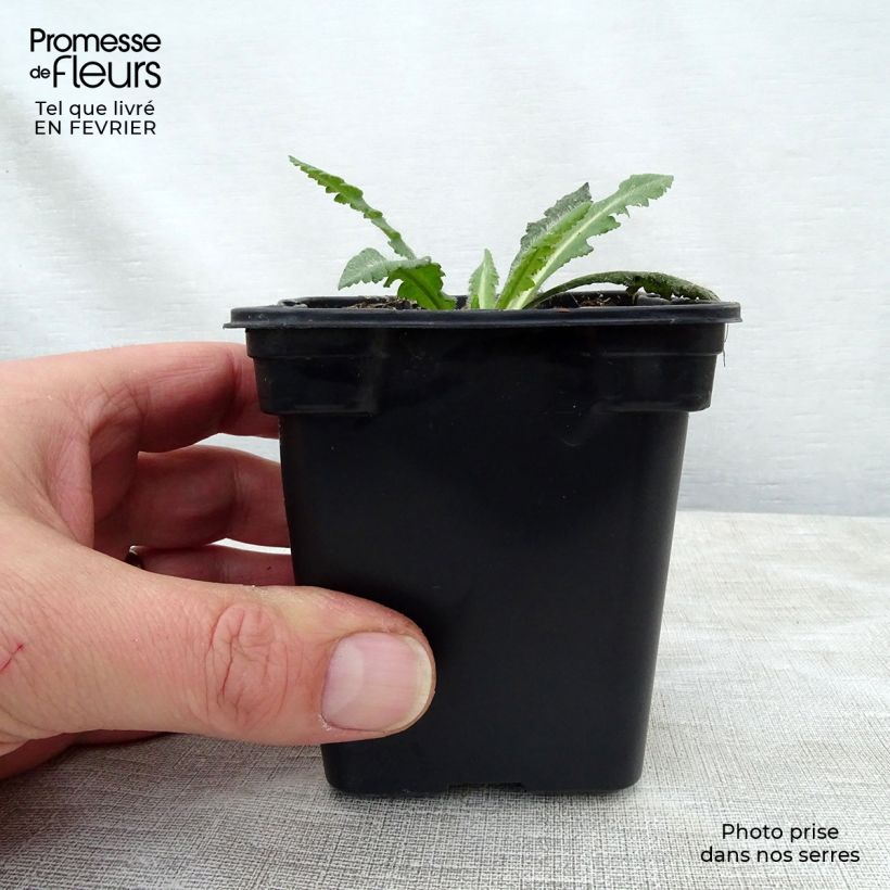 Spécimen de Pavot d'Orient Royal Wedding - Papaver orientale Godet de 7/8 cm tel que livré en hiver