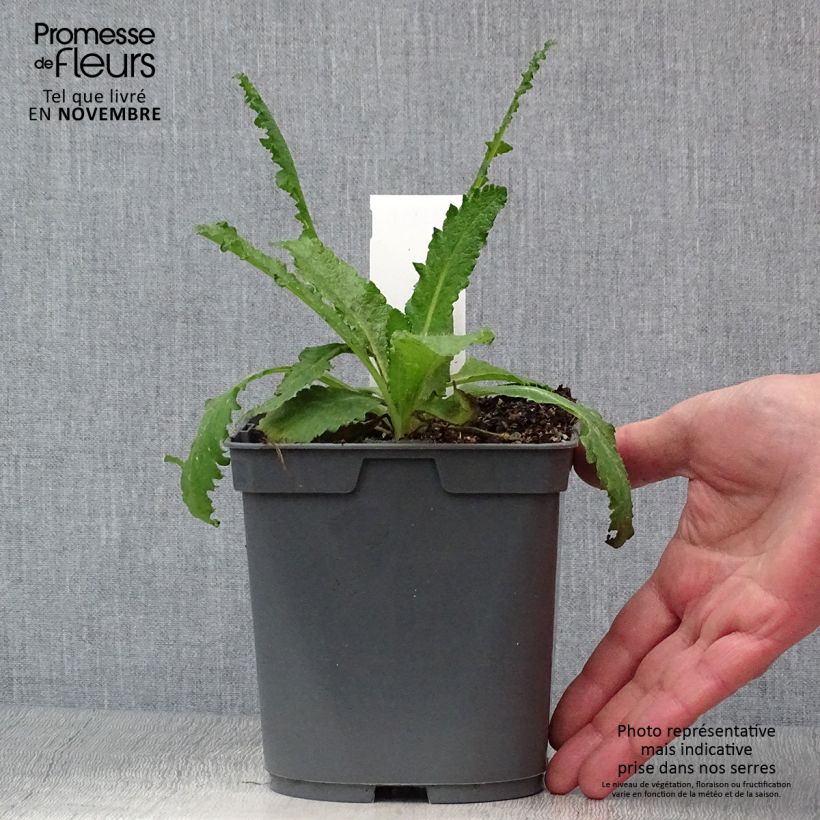 Spécimen de Pavot d'Orient Royal Wedding - Papaver orientale Pot de 2L/3L tel que livré en automne