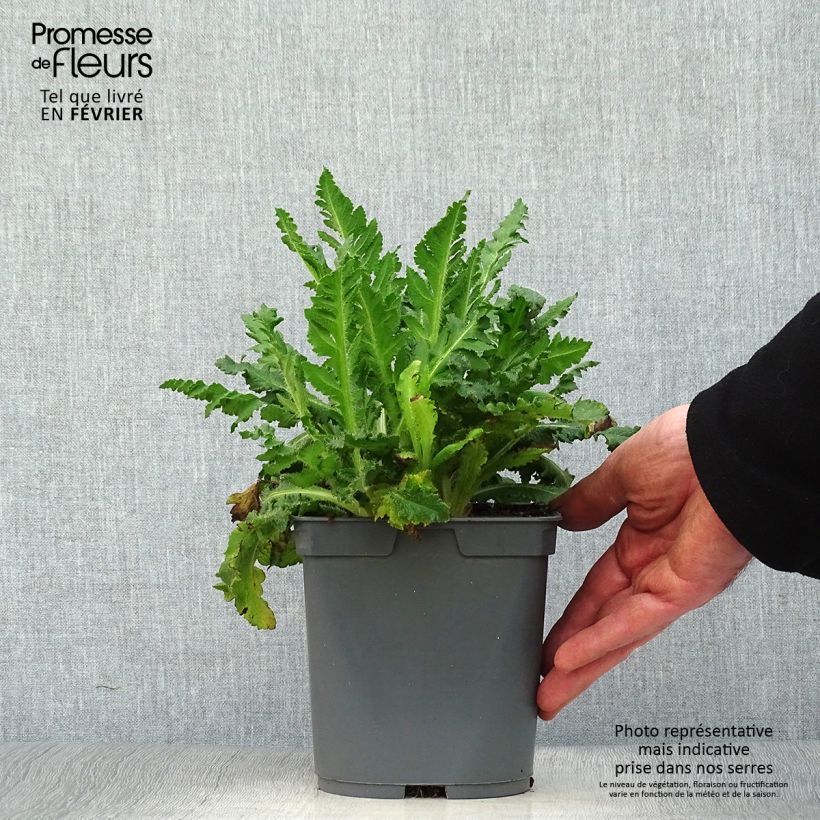 Spécimen de Pavot d'Orient Royal Wedding - Papaver orientale Pot de 2L/3L tel que livré en hiver