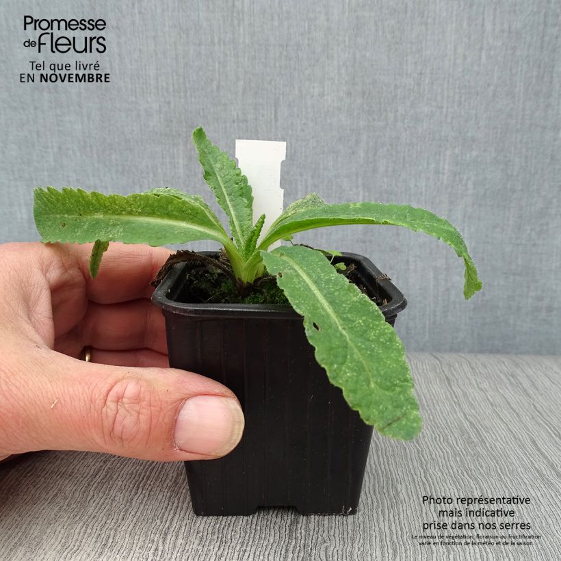 Spécimen de Pavot d'Orient Türkenlouis - Papaver orientale Godet de 8/9 cm tel que livré en automne