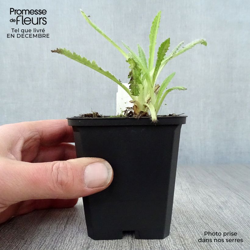 Spécimen de Pavot d'Orient Türkenlouis - Papaver orientale Godet de 8/9 cm tel que livré en hiver