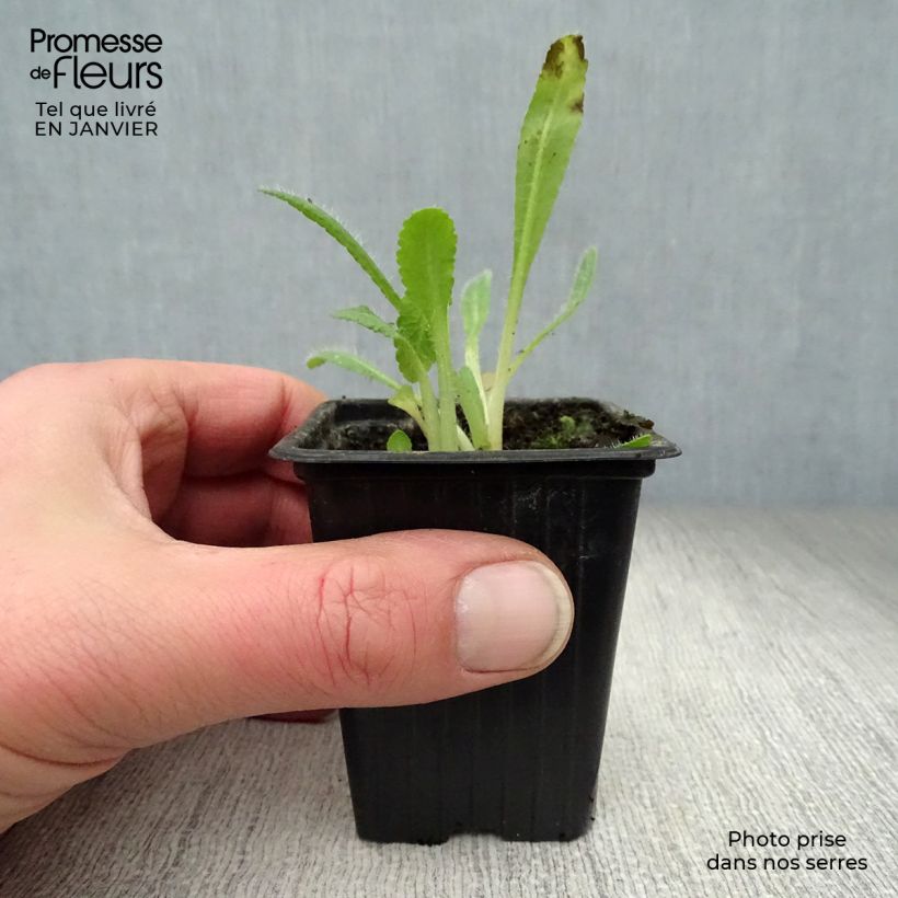 Spécimen de Pavot d'Orient rouge - Papaver orientale Allegro Godet de 7/8 cm tel que livré en hiver