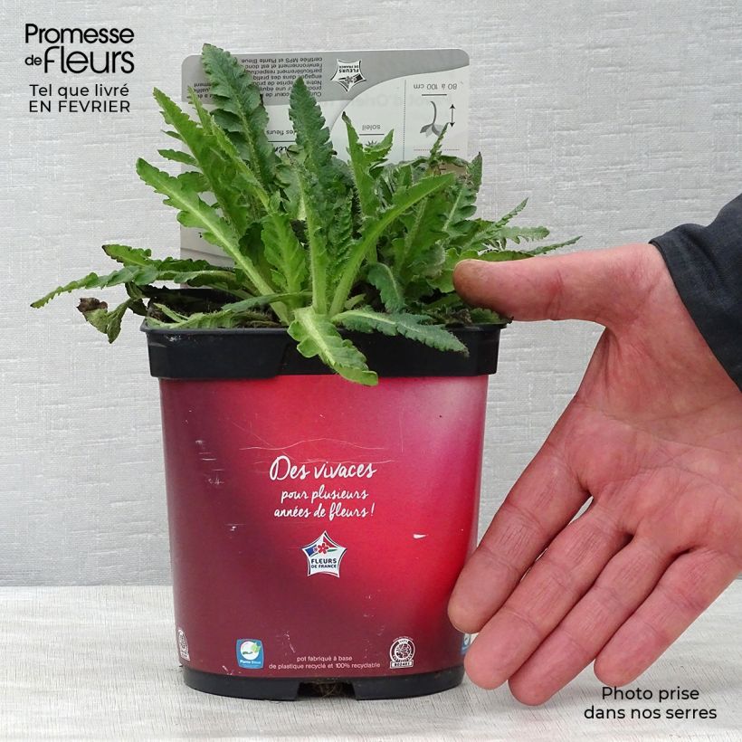 Spécimen de Pavot d'Orient rouge - Papaver orientale Allegro Pot de 2L/3L tel que livré en hiver
