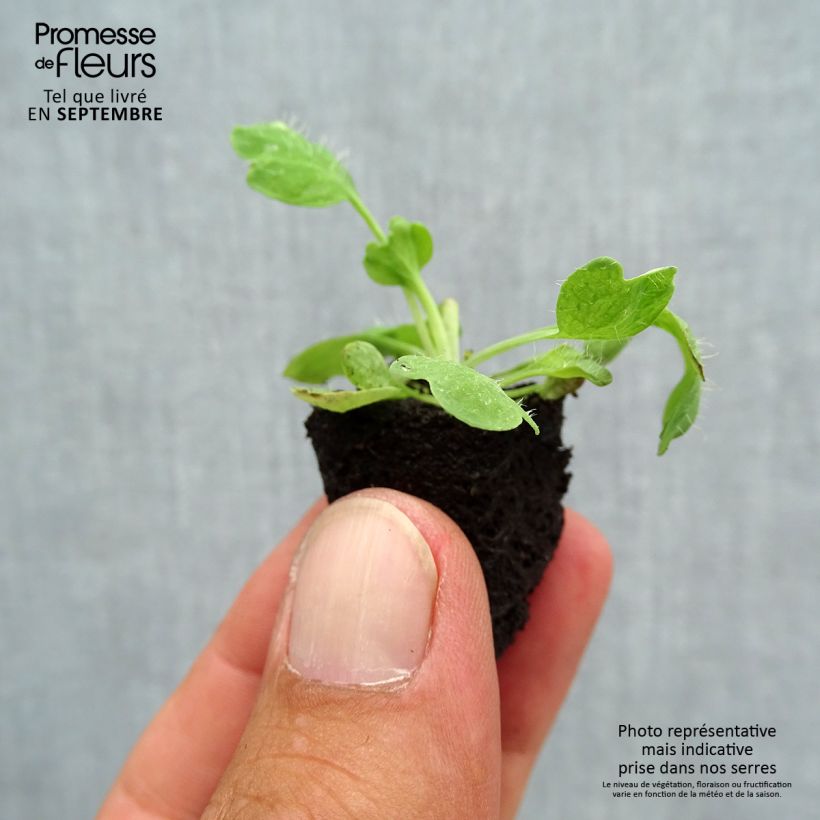 Spécimen de Pavot d'Islande Bulles de Champagne en mélange Mini-motte Ø 3/4 cm, Plant vert de 3 à 5 cm de haut environ tel que livré en automne