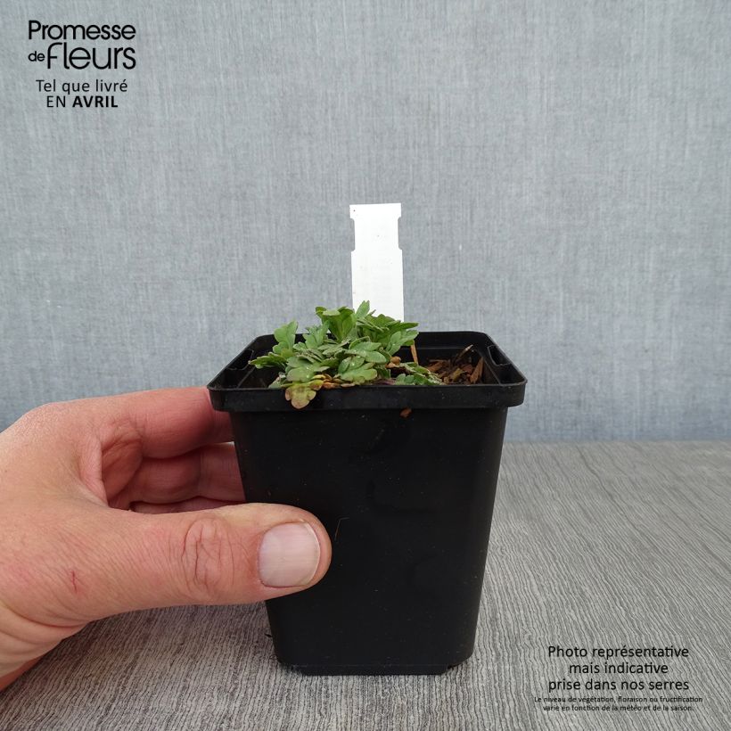 Spécimen de Pavot d'Islande - Papaver nudicaule Champagne Bubbles Mix Godet de 8/9 cm tel que livré au printemps