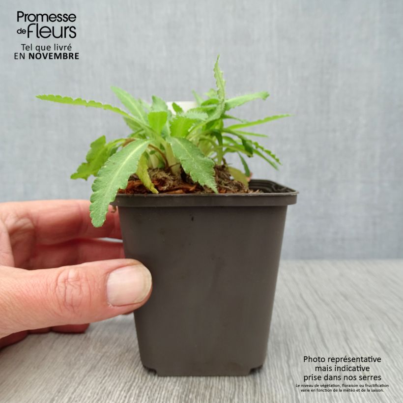 Spécimen de Pavot d'Orient Patty's Plum - Papaver orientale Godet de 8/9 cm tel que livré en automne