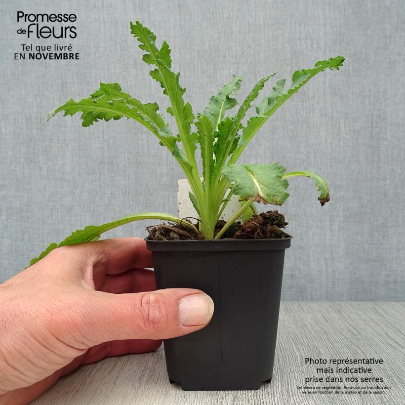 Spécimen de Pavot d'Orient Princess Victoria Louise - Papaver orientale Godet de 7/8 cm tel que livré en automne