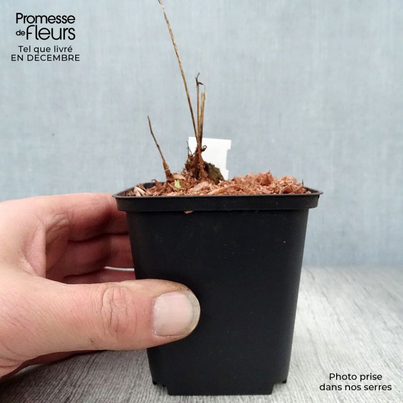 Spécimen de Pavot du Pays de Galles - Meconopsis cambrica Godet de 8/9 cm tel que livré en hiver