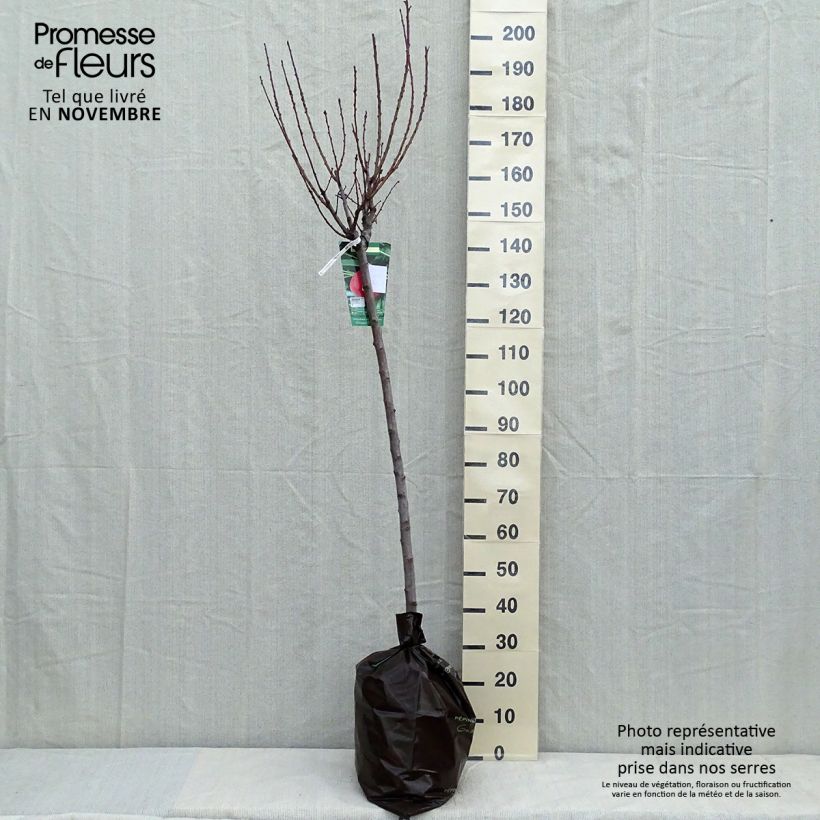 Spécimen de Pêcher Andromède - Prunus persica Motte "Prêt-à-planter", Demi-Tige tel que livré en automne