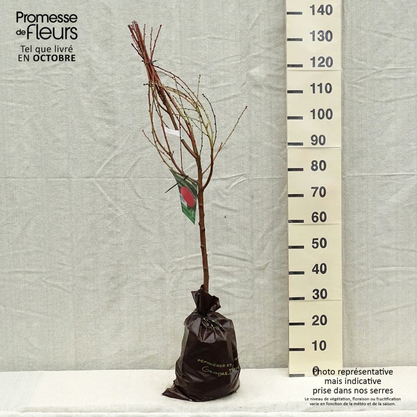 Spécimen de Pêcher Andromède - Prunus persica Motte "Prêt-à-planter", Gobelet tel que livré en automne