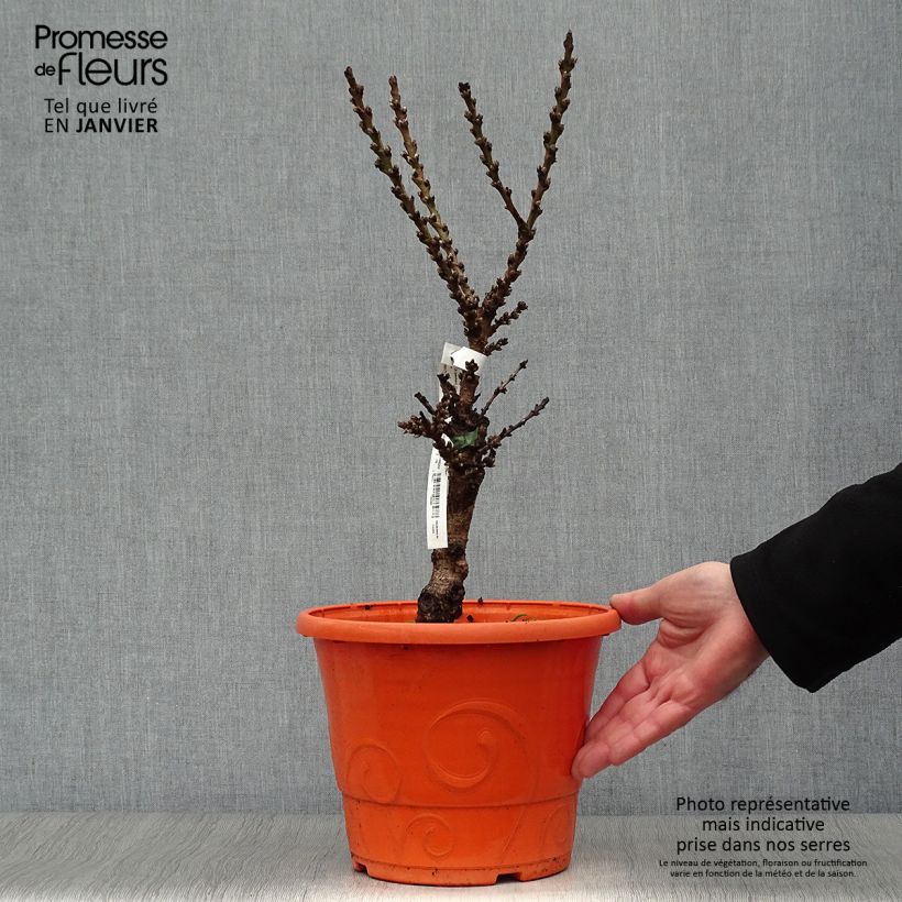 Spécimen de Pêcher - Prunus persica Nain Crimson Bonfire Pot de 6L/7L, Nain, Tige de 40 cm tel que livré en hiver