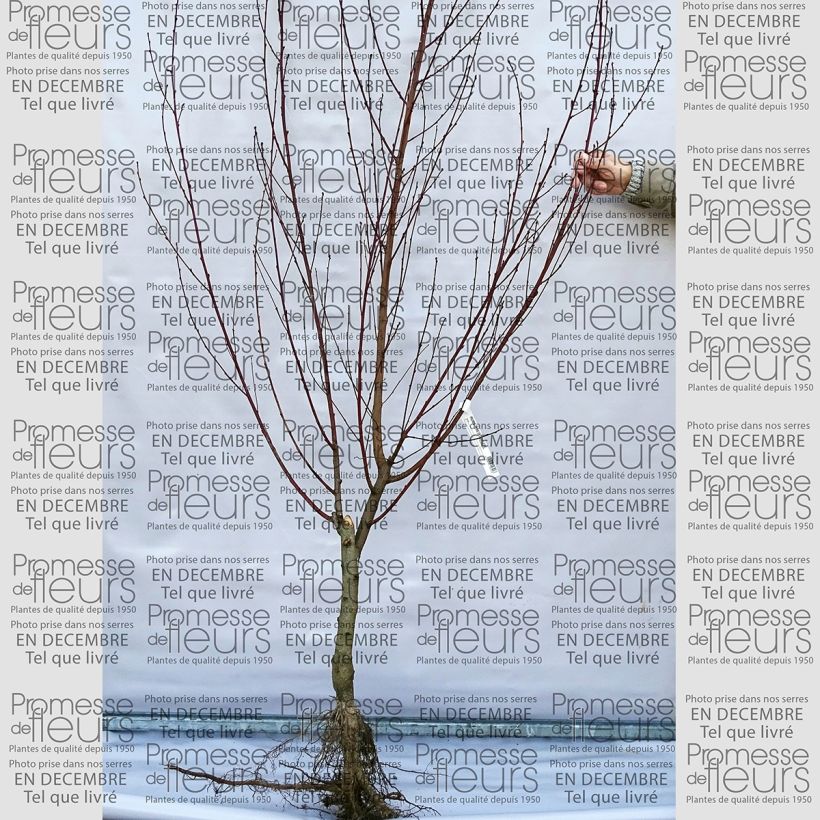 Exemple de spécimen de Pêcher Reine des Vergers  Racines nues, Gobelet tel que livré