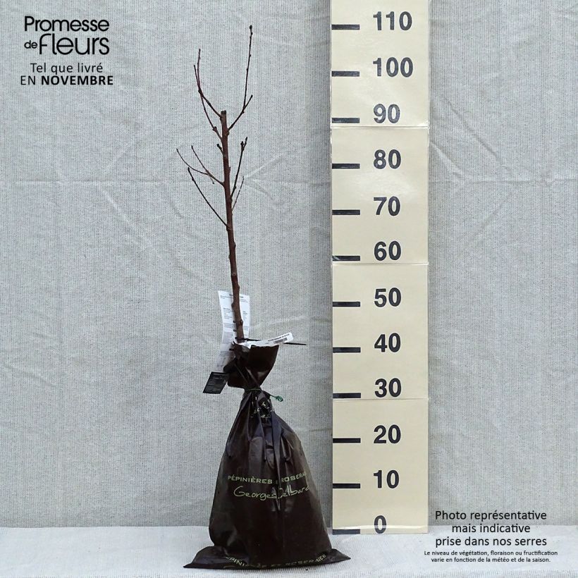 Spécimen de Pêcher Sanguine de Savoie - Georges Delbard Motte "Prêt-à-planter", Gobelet tel que livré en automne