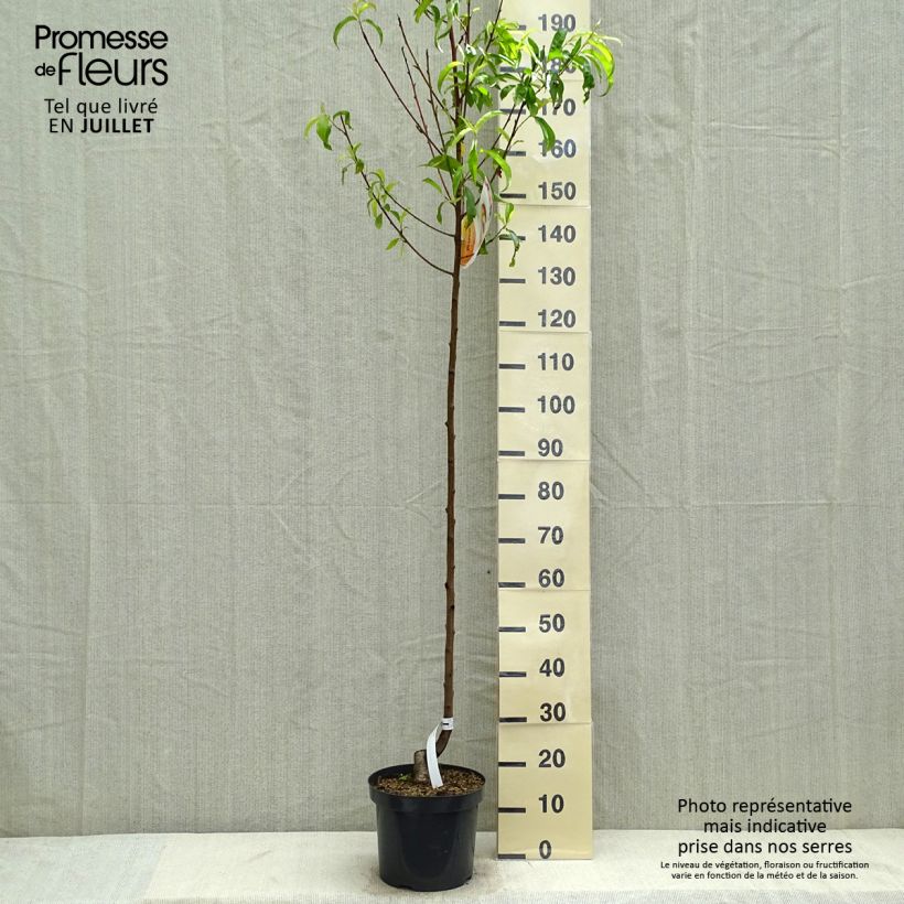 Spécimen de Pêcher Suncrest - Prunus persica Pot de 7,5L/10L, Demi-Tige tel que livré en été