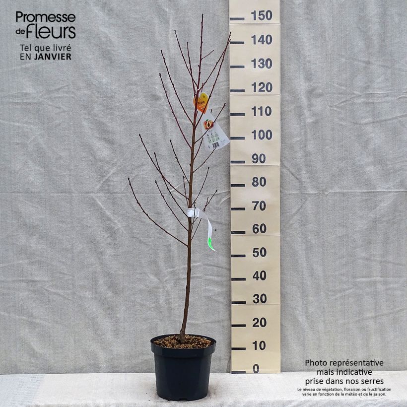 Spécimen de Pêcher Suncrest - Prunus persica Pot de 7,5L/10L, Gobelet tel que livré en hiver