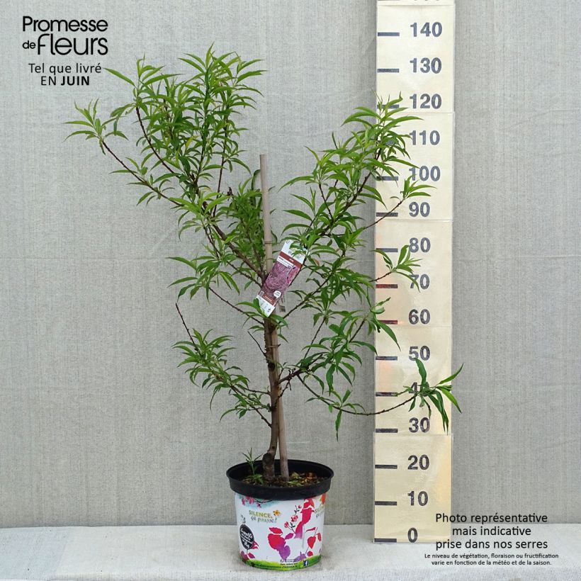 Prunus persica Taoflora Pink - Peach Tree 7.5L/10L pot, Sapling sample as delivered in spring