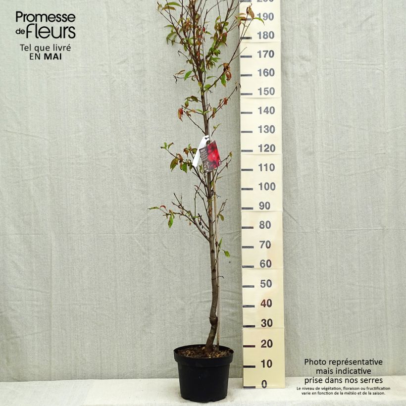 Spécimen de Pêcher à fleurs - Prunus persica Taoflora Red Pot de 7,5L/10L, Baliveau tel que livré au printemps