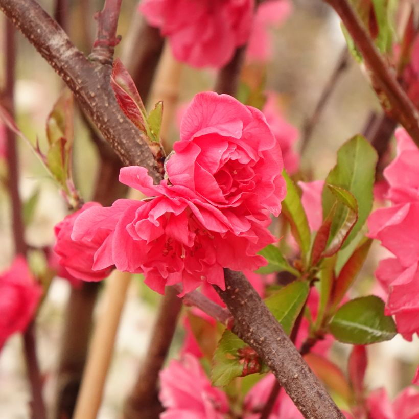 Pêcher à fleurs - Prunus persica Taoflora Red (Feuillage)