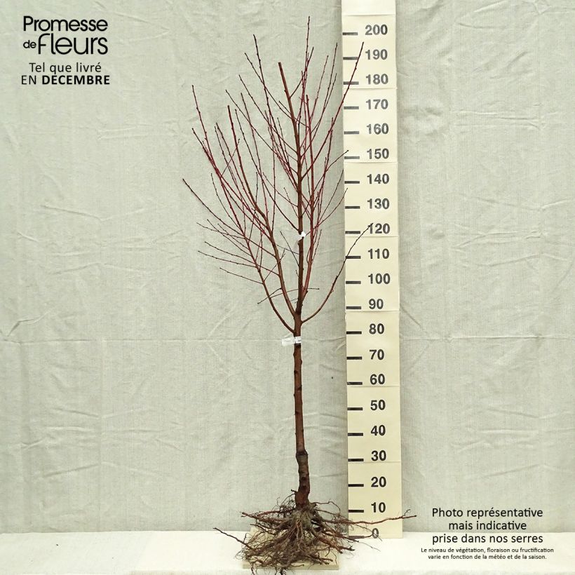 Spécimen de Pêcher Andromède - Prunus persica Racines nues, Gobelet tel que livré en hiver