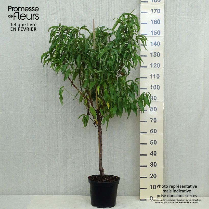 Spécimen de Pêcher de Vigne Jaune - pêche de vigne Pot de 7,5L/10L, Gobelet tel que livré en automne
