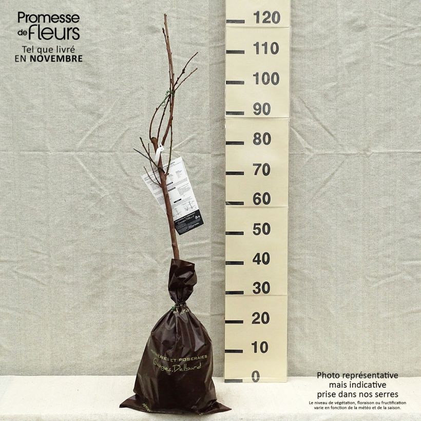 Spécimen de Pêcher de Vigne Sanguine - Pêche de Vigne Motte "Prêt-à-planter", Gobelet tel que livré en automne