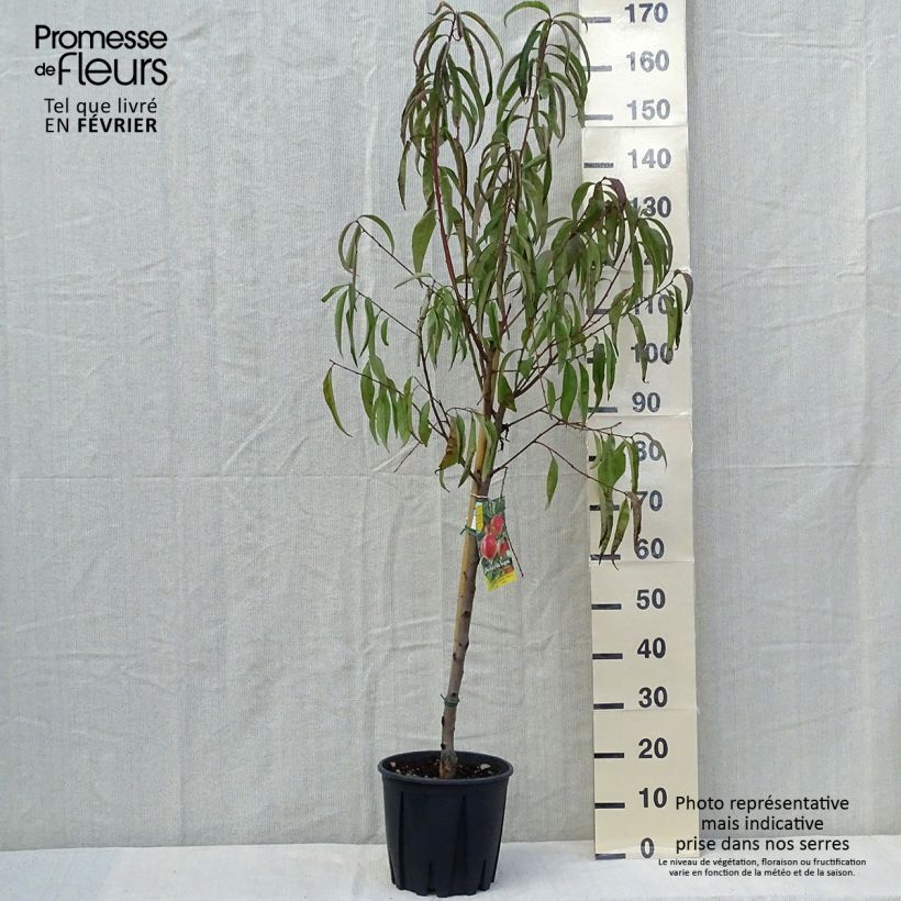 Spécimen de Pêcher de Vigne blanche - Pêche de vigne Pot de 7,5L/10L, Gobelet tel que livré en automne