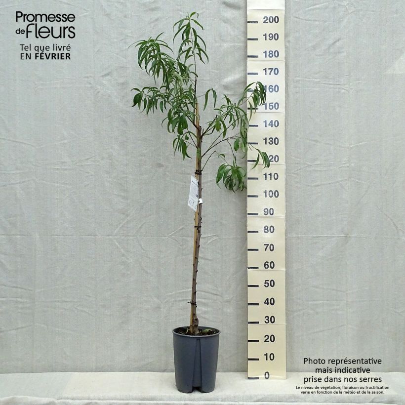 Spécimen de Pêcher de Vigne blanche - Pêche de vigne Pot de 12L/15L, Demi-Tige tel que livré en automne
