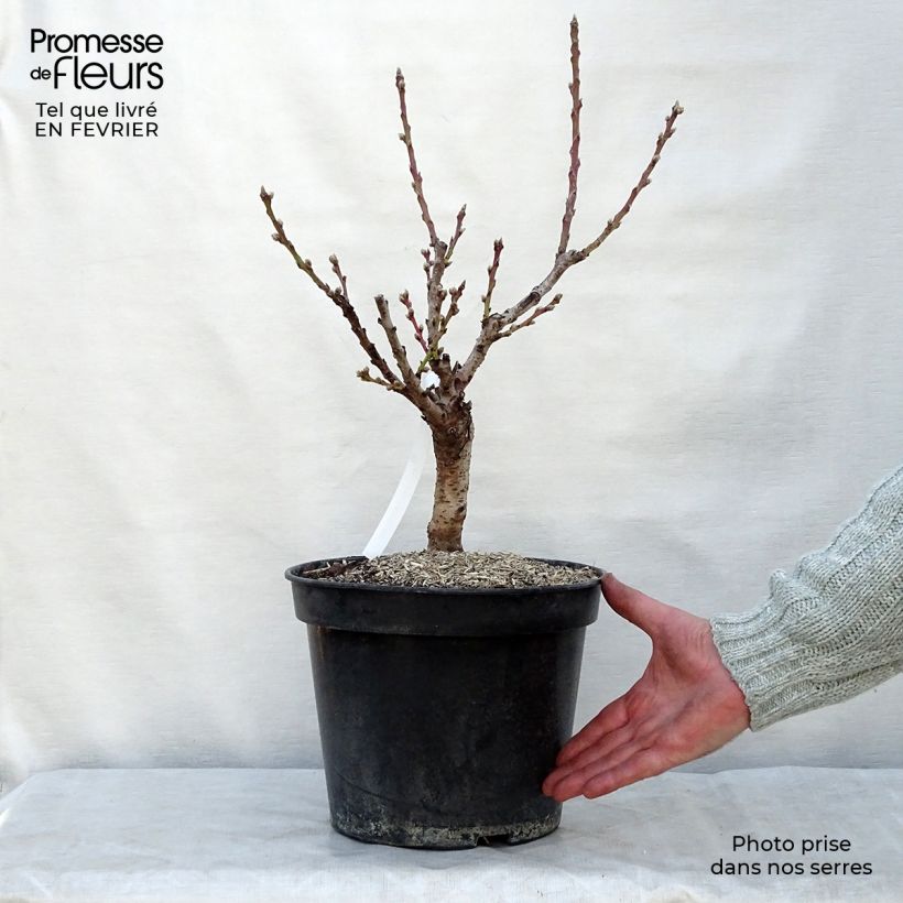 Spécimen de Pêcher nain Amber Pix Zee  Pot de 6L/7L, Nain, Tige de 40 cm tel que livré en hiver