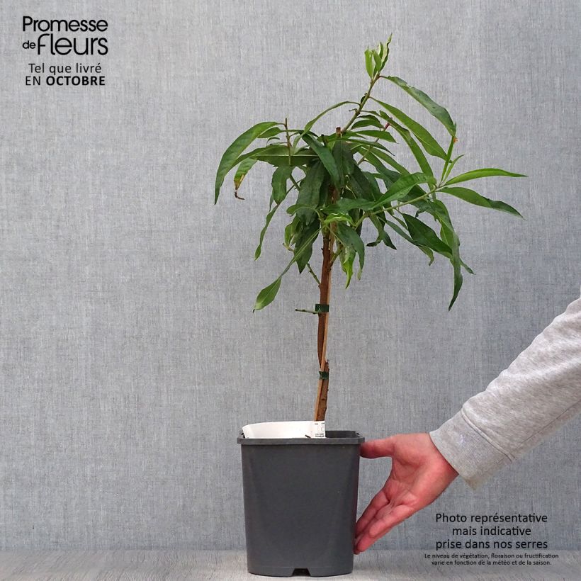 Spécimen de Pêcher nain Fruit Me Peach Me Donut Pot de 4L/5L, Nain tel que livré en automne