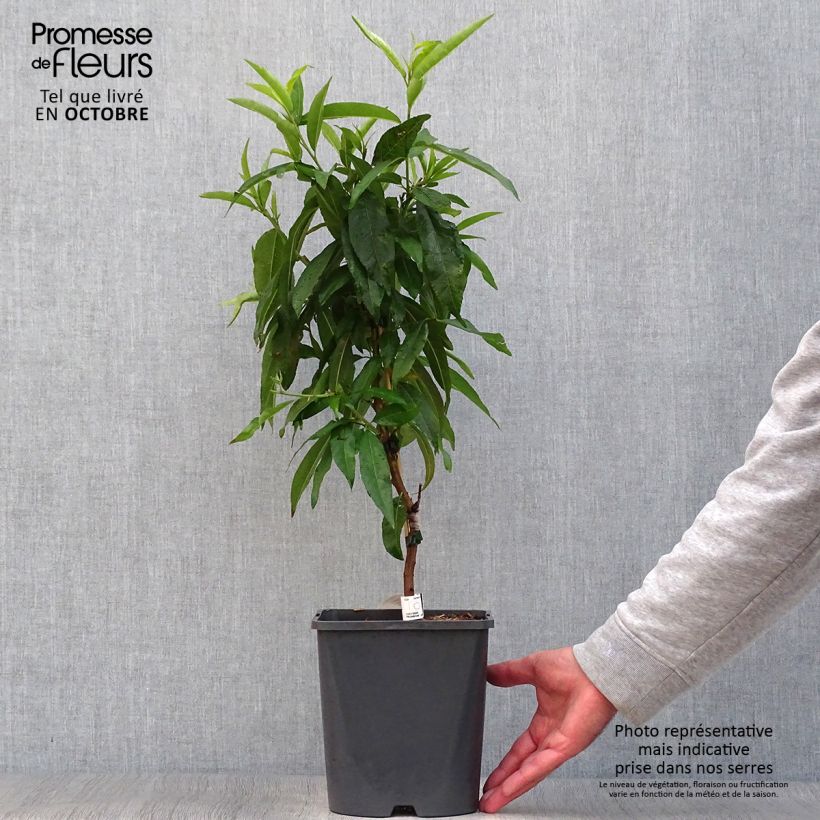 Spécimen de Pêcher nain Fruit Me Peach Me Red Pot de 4L/5L, Nain tel que livré en automne
