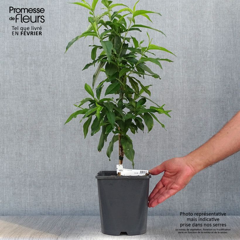 Spécimen de Pêcher nain Fruit Me Peach Me Yellow Pot de 4L/5L, Nain tel que livré en automne