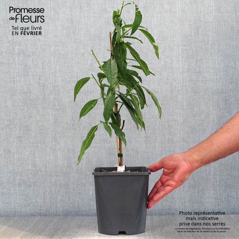 Spécimen de Pêcher nain Ice Peach  Pot de 4L/5L, Nain tel que livré en automne
