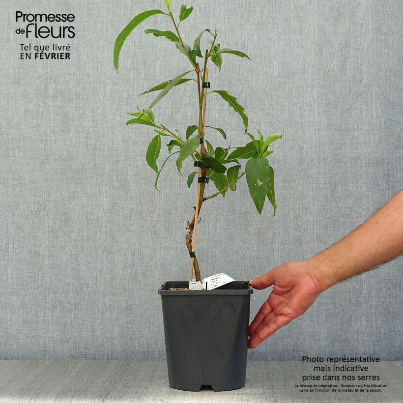 Spécimen de Pêcher nectarinier nain Fruit Me Necta Me Pot de 4L/5L, Nain tel que livré en automne