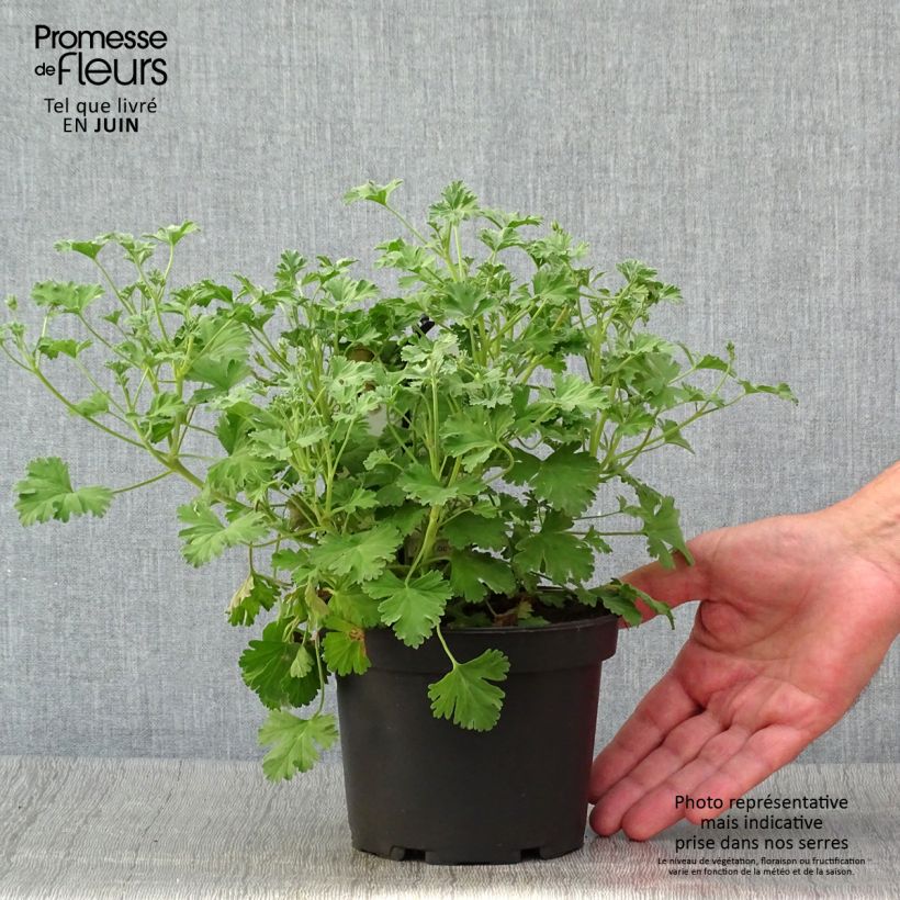 Spécimen de Pelargonium Ardwick Cinnamon - Géranium d'odeur parfum cannelle Pot de 1,5L/2L tel que livré en été