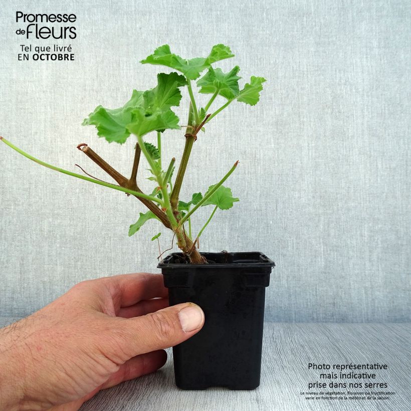 Spécimen de Pelargonium Atomic Snowflake - Géranium odorant au parfum de rose et citron Godet de 7/8 cm tel que livré en automne