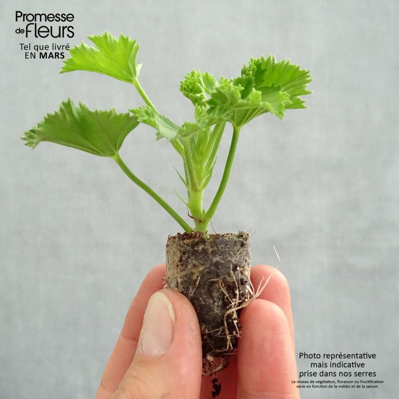 Spécimen de Pelargonium - Geranium Candy Flowers Peach Cloud Mini-motte Ø 3/4 cm tel que livré au printemps