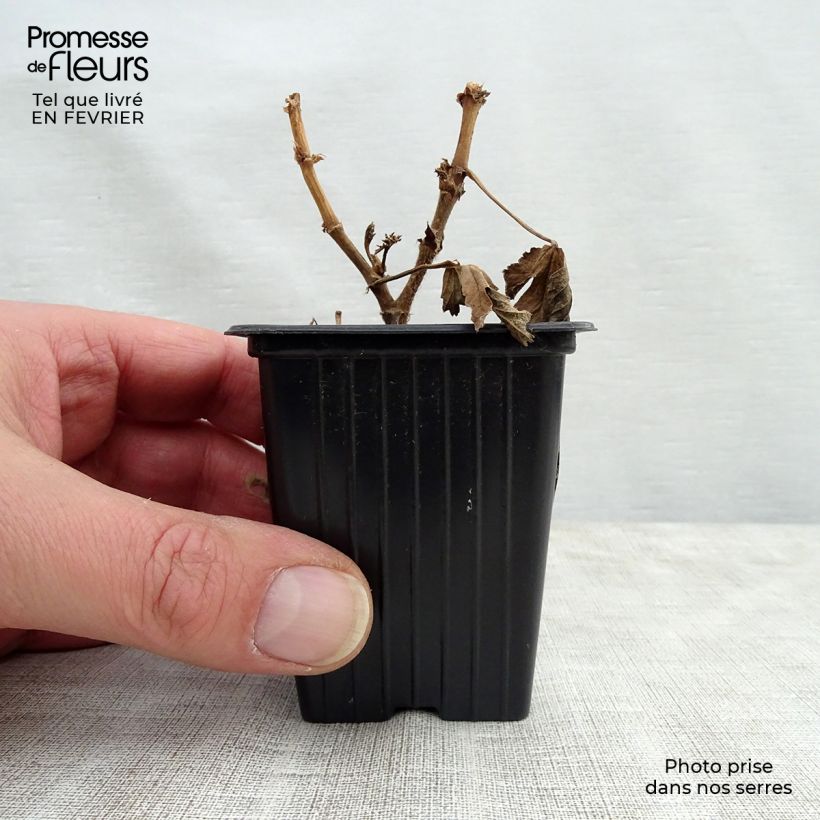Spécimen de Pélargonium - Geranium parfumé Paton's Unique Godet de 7/8 cm tel que livré en hiver