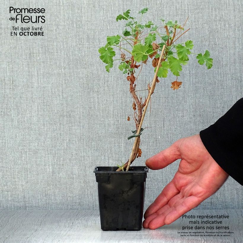 Spécimen de Pelargonium - Géranium parfumé fragrans Godet de 7/8 cm tel que livré en automne