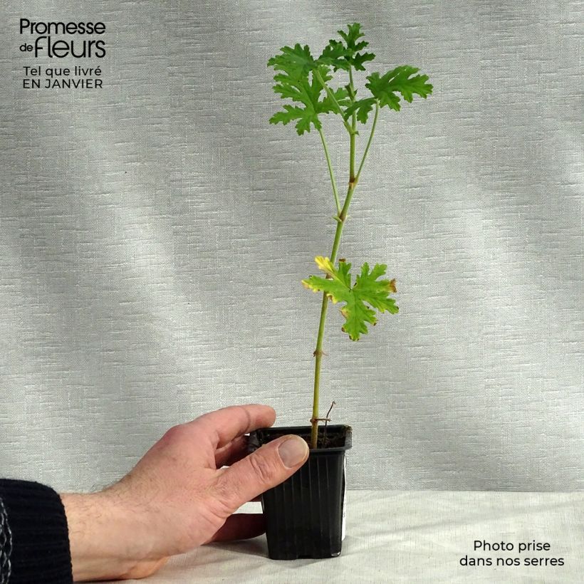 Spécimen de Pelargonium - Géranium parfumé graveolens Godet de 7/8 cm tel que livré en hiver
