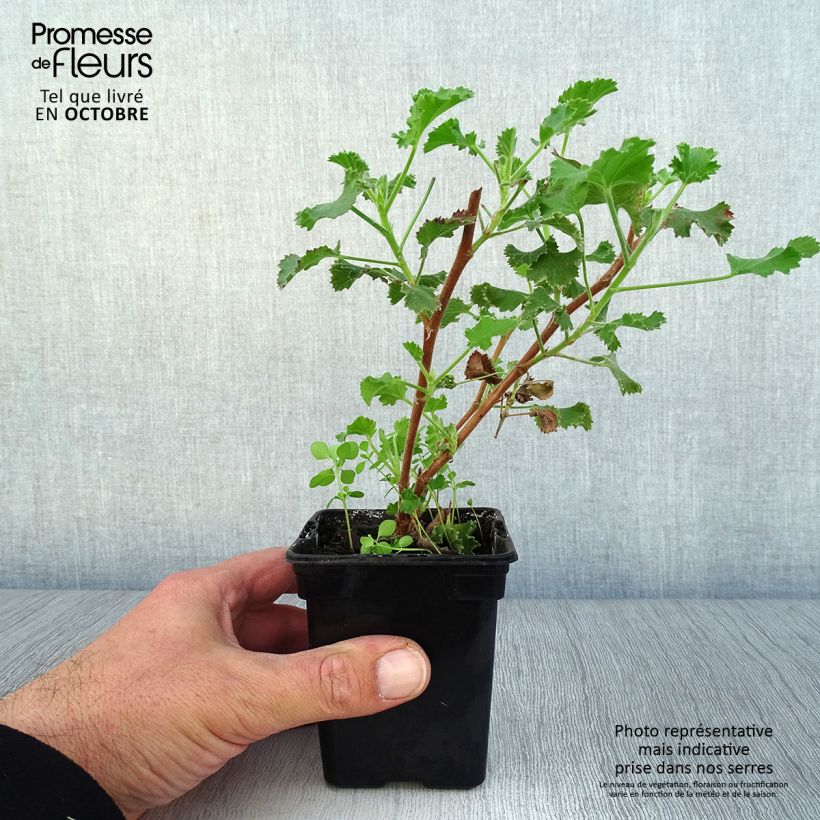 Spécimen de Pelargonium Prince Rupert - Géranium odorant au parfum de citron Godet de 7/8 cm tel que livré en automne