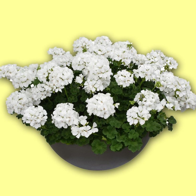 Géranium interspécifique TwoInOne White Mini-mottes (Port)