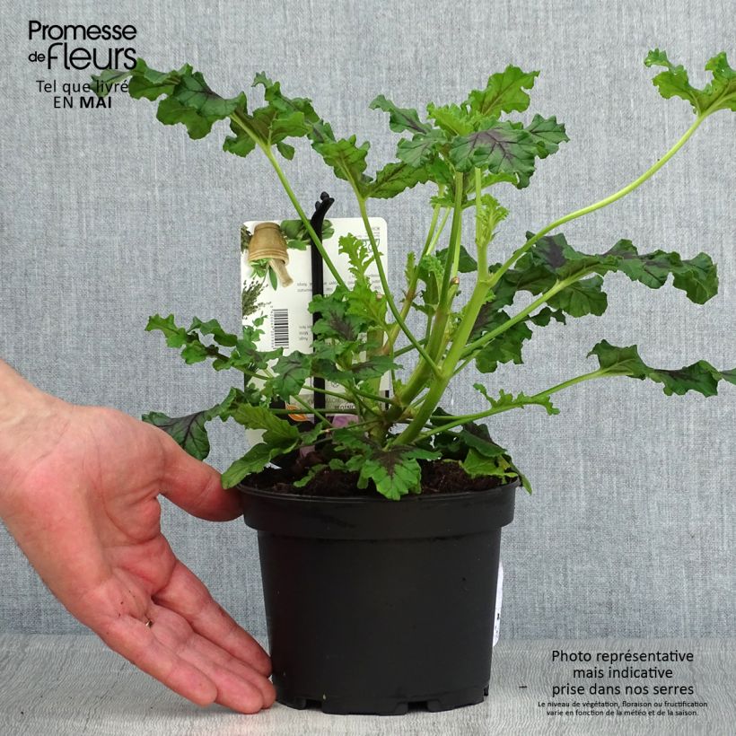 Pelargonium quercifolium Royal Oak 1.5L/2L pot sample as delivered in spring