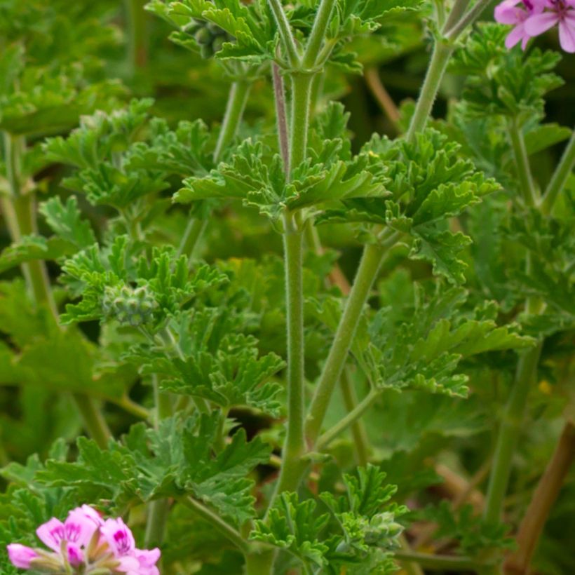 Pelargonium quercifolium (Folhagem)