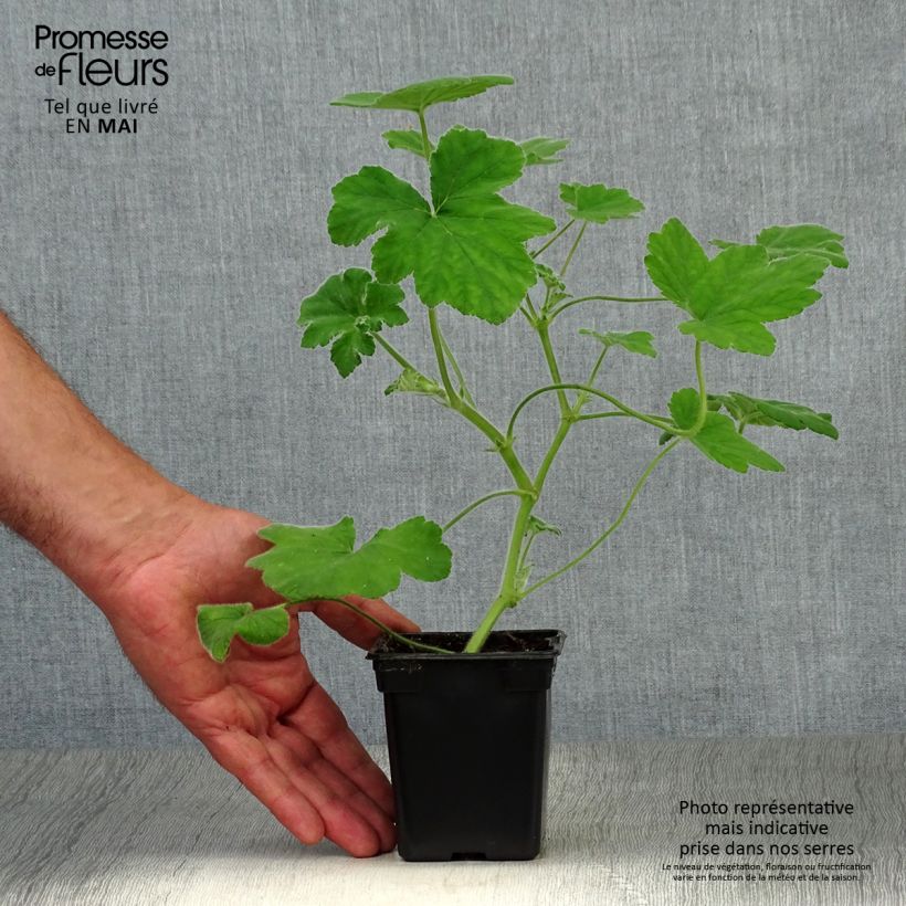 Spécimen de Pélargonium odorant tomentosum - pélargonium à odeur de menthe - pélargonium tomenteux Godet de 7/8 cm tel que livré au printemps