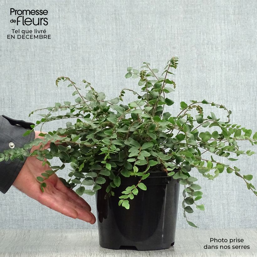 Spécimen de Pellaea rotundifolia - Fougère, Pelléa à feuilles rondes Pot de 2L/3L tel que livré en hiver