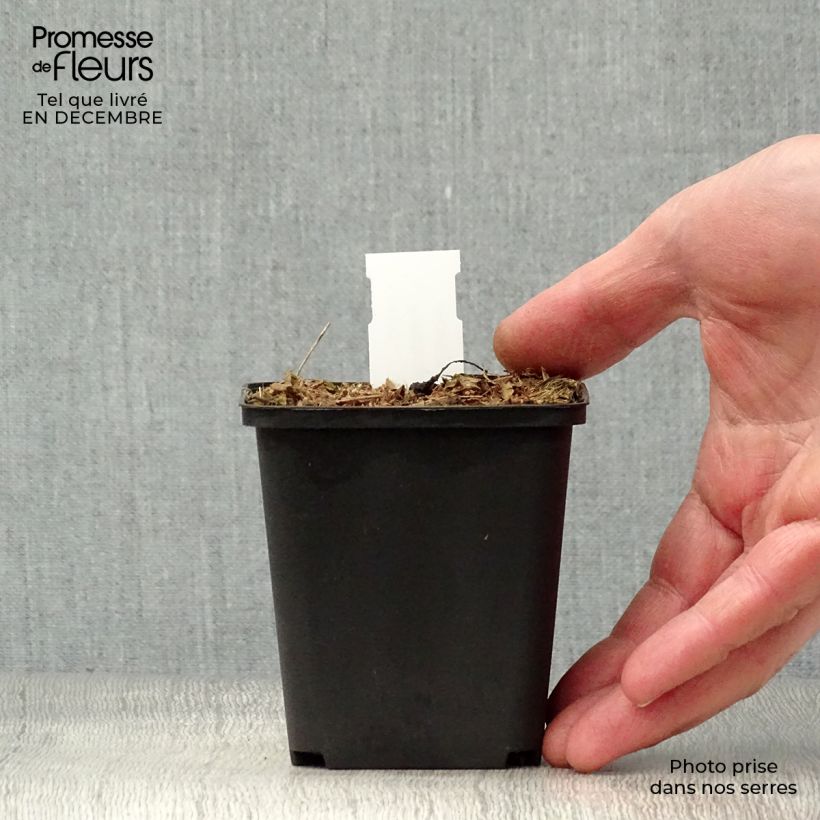 Spécimen de Peltoboykinia watanabei Godet de 8/9 cm tel que livré en hiver