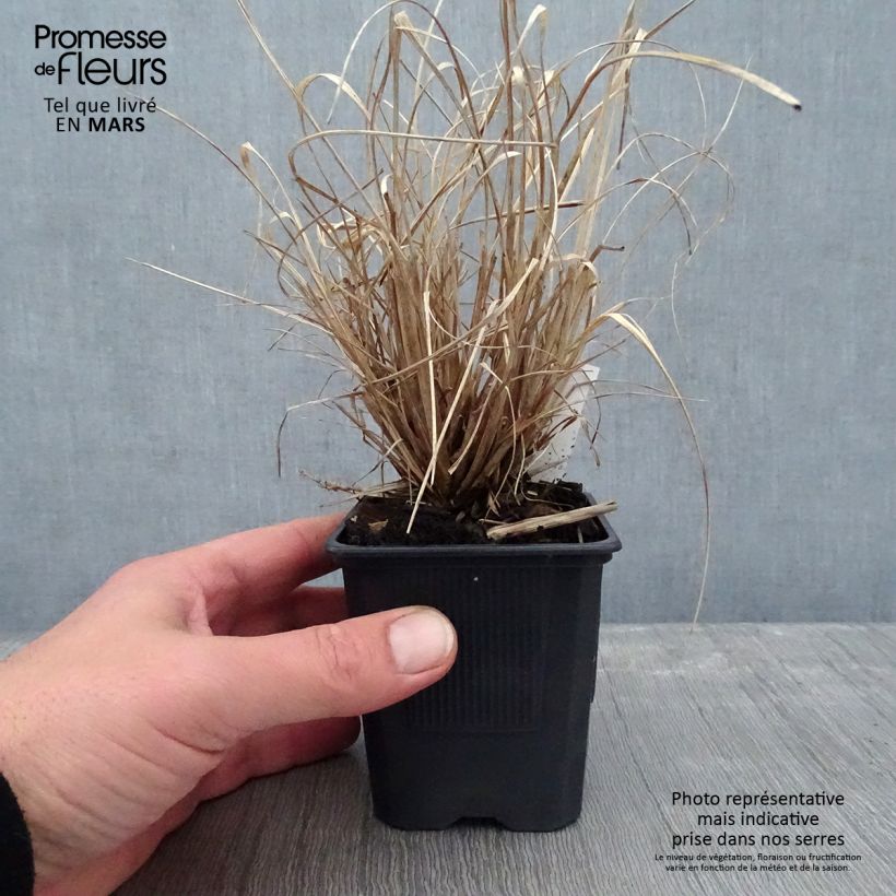 Spécimen de Pennisetum Windy Simonette - Herbe aux écouvillons Godet de 8/9 cm tel que livré en hiver