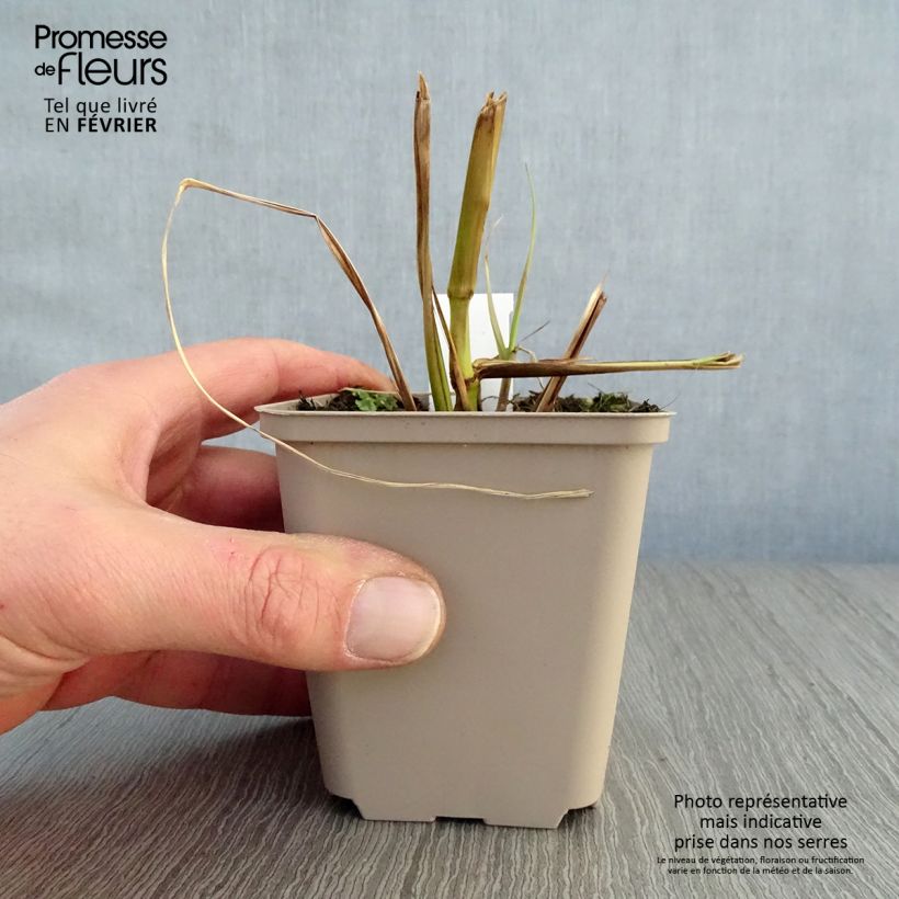 Spécimen de Pennisetum alopecuroides Black Beauty - Herbe aux écouvillons Godet de 8/9 cm tel que livré en hiver