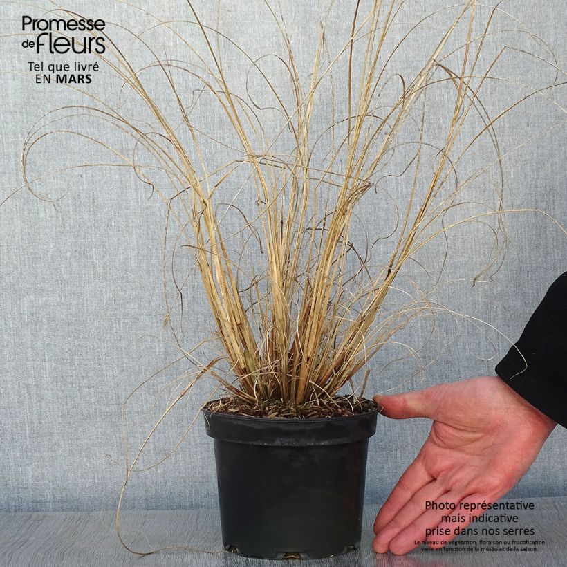 Spécimen de Pennisetum alopecuroides Cassian - Herbe aux écouvillons Pot de 2L/3L tel que livré en hiver