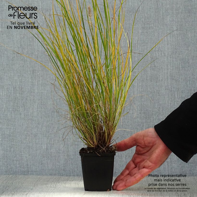 Spécimen de Pennisetum alopecuroides Gelbstiel - Herbe aux écouvillons  Godet de 8/9 cm tel que livré en automne